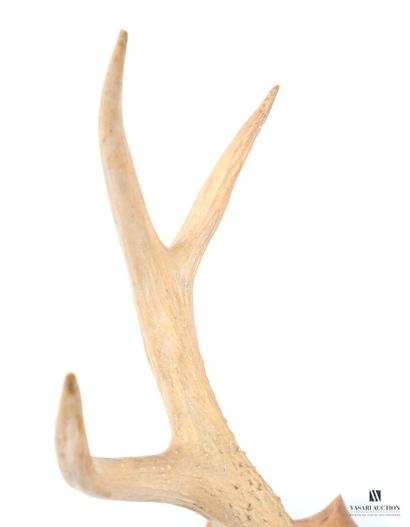 Massacre de cerf élaphe (cervus élaphus,...