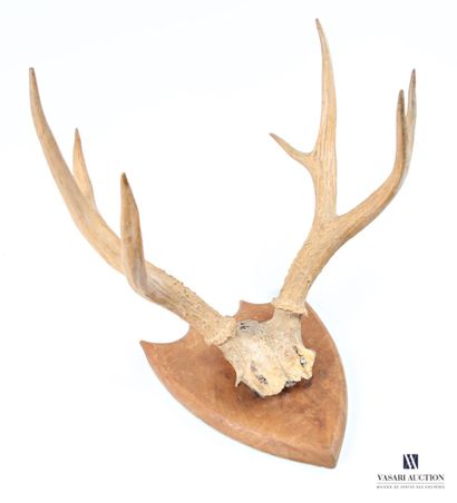Massacre de cerf élaphe (cervus élaphus,...