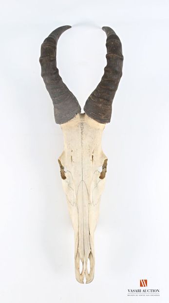 Massacre de bubale (Alcelaphus buselaphus,...