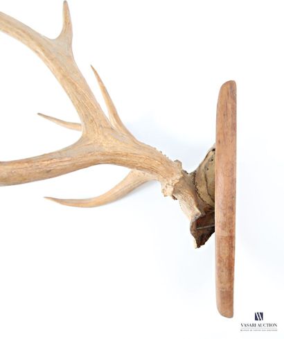 Massacre de cerf élaphe (cervus élaphus,...