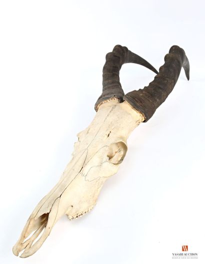 Massacre de bubale (Alcelaphus buselaphus,...