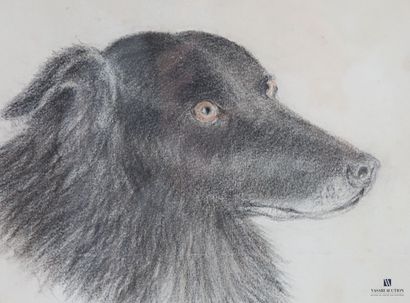 ANONYMOUS 
Study of a dog's head 