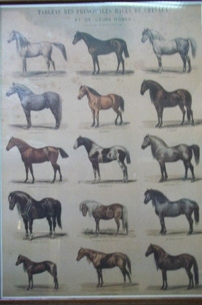 ADAM Albert. Gravure en couleurs représentant...