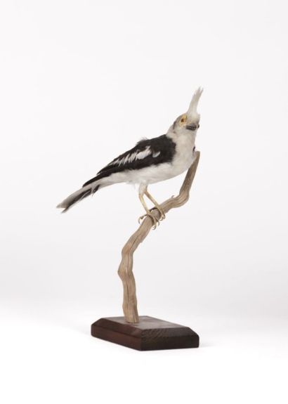 Oiseau huppé branché naturalisé

(état moyen)

Haut....