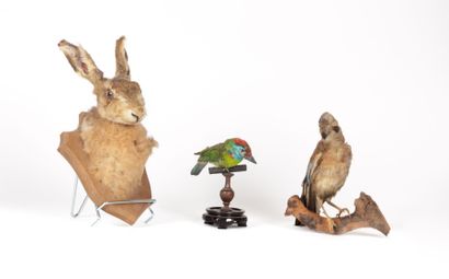 Lot d'animaux naturalisés : 

- Tête de lièvre...