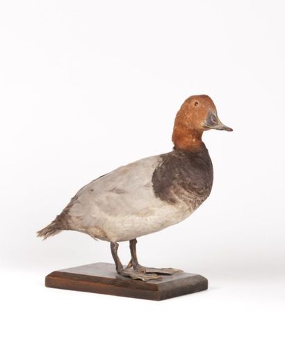 Canard naturalisé socle bois

(quelques trous...