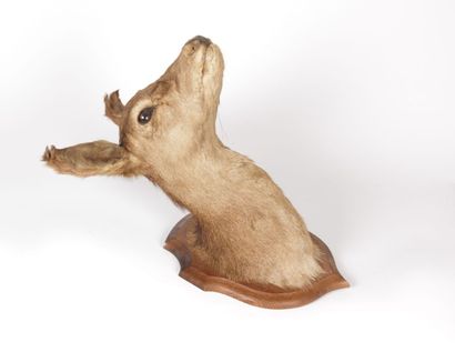 Tête de biche naturalisée sur plaque de bois

Haut....