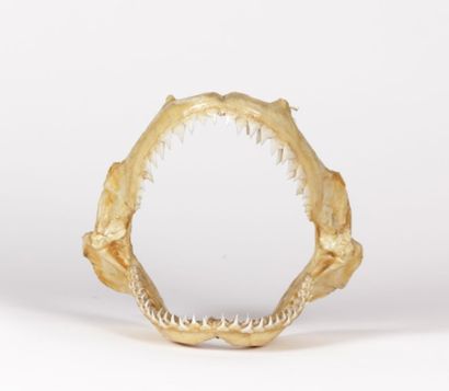 Mâchoire de requin Carcharhinus 

Haut. :...