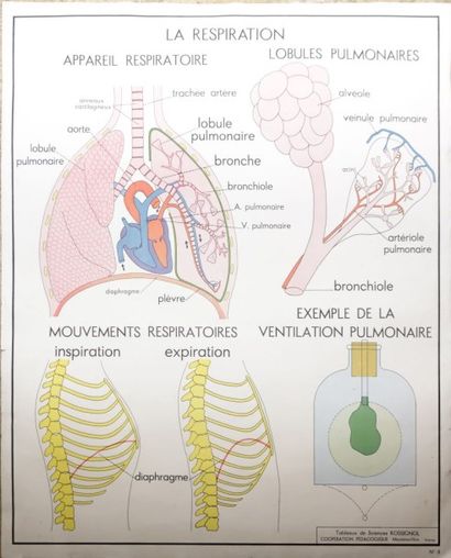 -Lot composé d'un tableau des Sciences ROSSIGNOL...