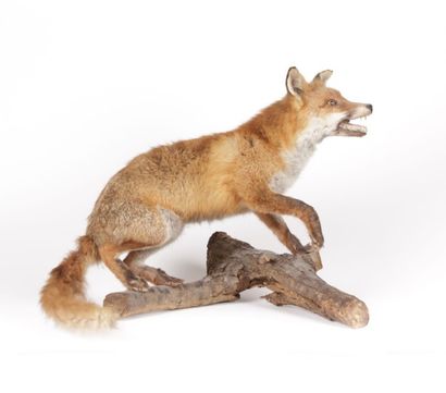 Renard roux (CH) Vulpes vulpes naturalisé...