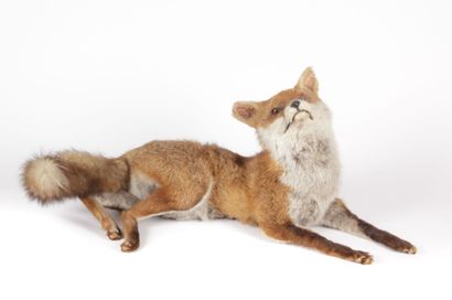 Renard roux (CH) Vulpes vulpes naturalisé...