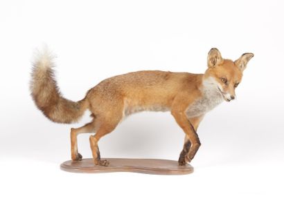 Renard roux (CH) Vulpes vulpes naturalisé...