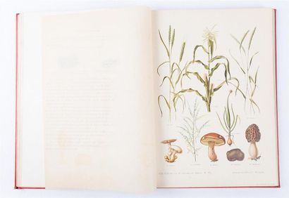 [BOTANIQUE]
LECLERC DU SABLON - Nos fleurs,...