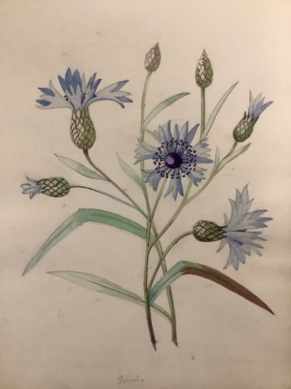Herbier fin XIXe , technique Mixtec crayon...
