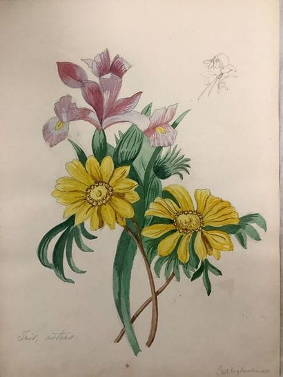 Herbier fin XIXe , technique Mixtec crayon...