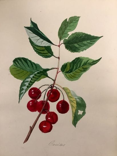 Herbier fin XIXe , technique Mixtec crayon...