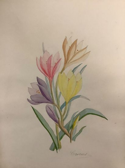 Herbier fin XIXe , technique Mixtec crayon...
