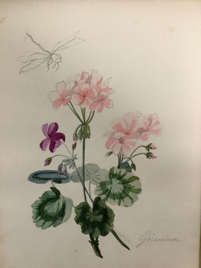 Herbier fin XIXe , technique Mixtec crayon...