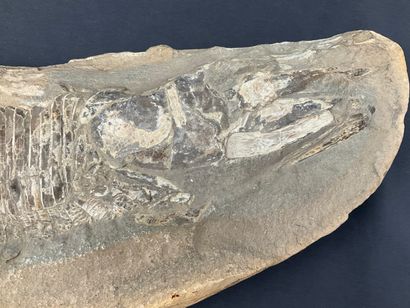 fossile de poisson, environ 56 cm, poids...