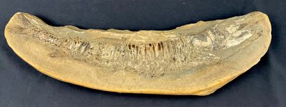 fossile de poisson, environ 56 cm, poids...