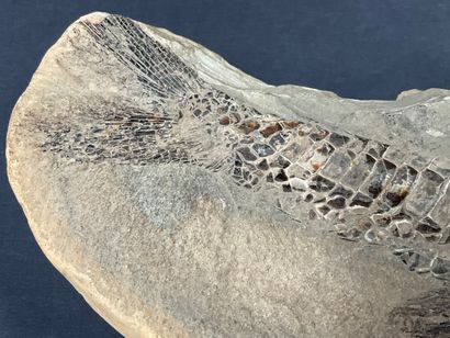 fossile de poisson, environ 56 cm, poids...