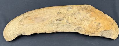 fossile de poisson, environ 56 cm, poids...