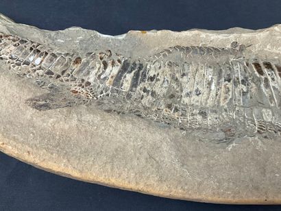 fossile de poisson, environ 56 cm, poids...