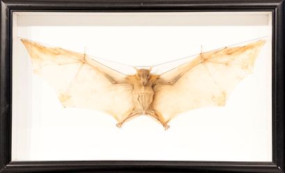 Bat.
Displayed with wings spread. Dimensions:...