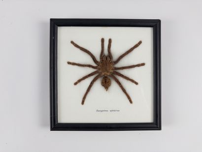 Naturalized spider. 
Eurypeima spinicrus....