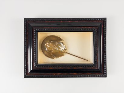 Horseshoe crab.
Limulus polyphemus. Presented...