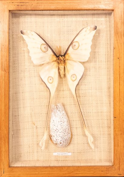 Argema mittrei. 
Display case. Madagascar....