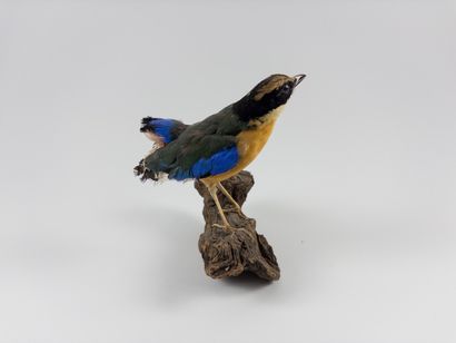 Blue-winged Pitta. 
Pitta moluccensis. Attached...