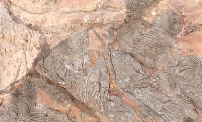Crinoids.
Fossilized plate. Morocco, Silurian...