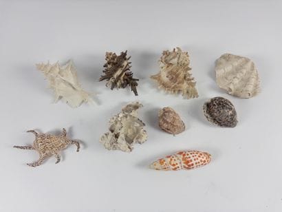 Shellfish. 
Lot of nine specimens. Length:...