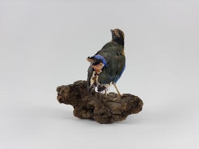 Blue-winged Pitta. 
Pitta moluccensis. Attached...