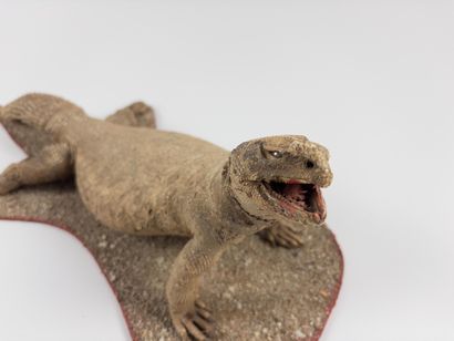 Whiptail lizard.
Uromastyx. Mounted on an...