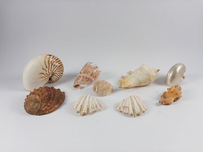 Shellfish. 
Lot of nine specimens. Length:...