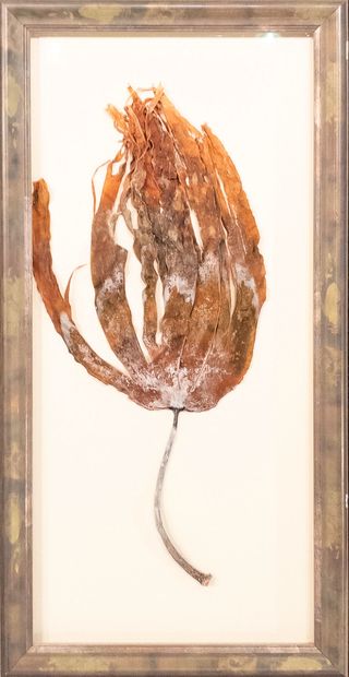 Dried seaweed.
Presented in a display case....
