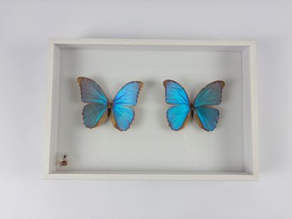Morpho.
Two morpho butterflies in a display...