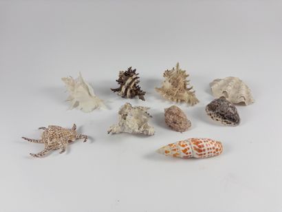 Shellfish. 
Lot of nine specimens. Length:...