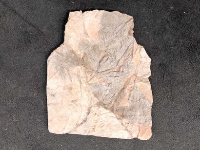 Crinoids.
Fossilized plate. Morocco, Silurian...