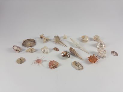 Shellfish. 
Lot of 21 small specimens. Length:...