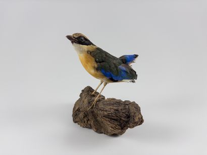 Blue-winged Pitta. 
Pitta moluccensis. Attached...