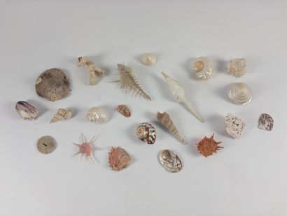 Shellfish. 
Lot of 21 small specimens. Length:...
