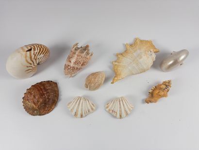 Shellfish. 
Lot of nine specimens. Length:...