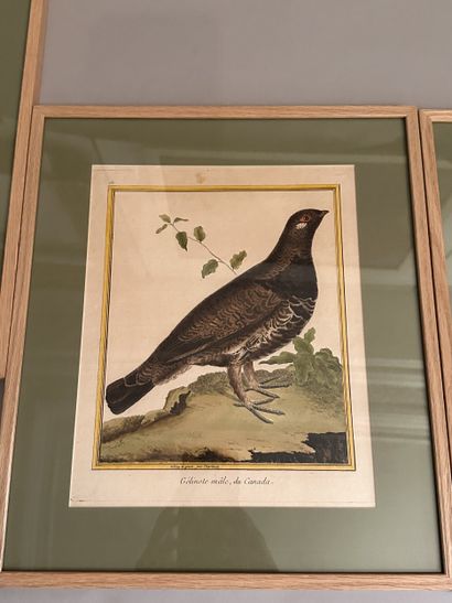 Cinq GRAVURES rehaussées à l'aquarelle à...