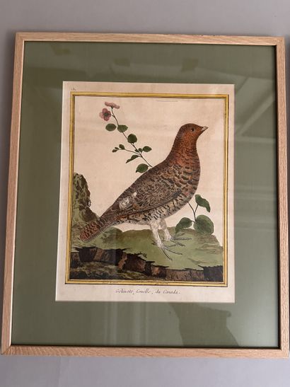 Cinq GRAVURES rehaussées à l'aquarelle à...