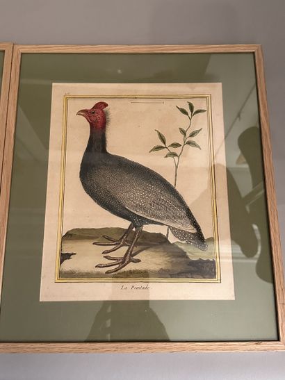 Cinq GRAVURES rehaussées à l'aquarelle à...
