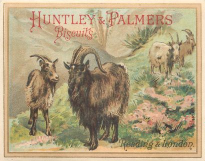 55 CHROMOS : Huntley & Palmers Biscuits....