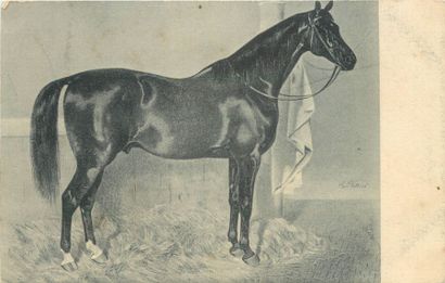 38 CARTES POSTALES LES CHEVAUX : Dont